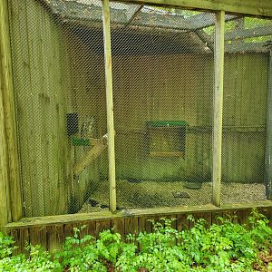 Bays Mountain - Great horned owl