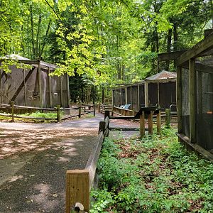 Bays Mountain - Raptor center