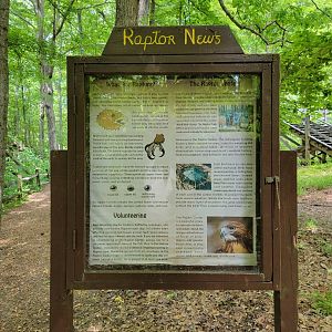Bays Mountain - Raptor News
