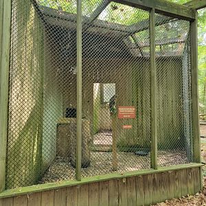 Bays Mountain - Red-shouldered hawk