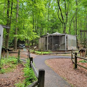 Bays Mountain - Raptor center