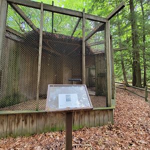Bays Mountain - Broad-winged hawk