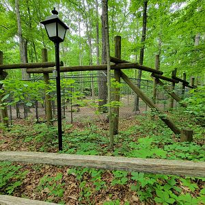 Bays Mountain - Gray wolves