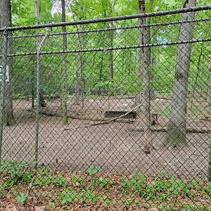 Bays Mountain - Gray wolves