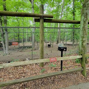 Bays Mountain - Gray wolves