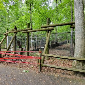 Bays Mountain - Gray wolves