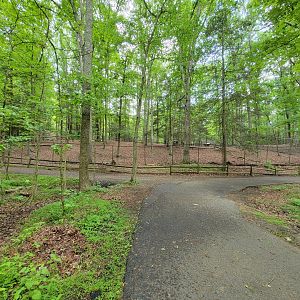 Bays Mountain - Whitetail deer