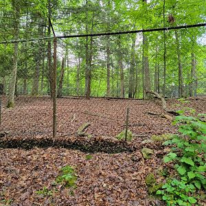 Bays Mountain - Whitetail deer