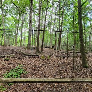 Bays Mountain - Whitetail deer