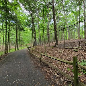 Bays Mountain - Whitetail deer