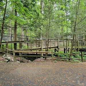 Bays Mountain - Bobcat yard viewing