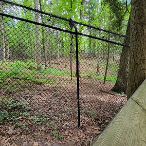 Bays Mountain - Bobcat yard