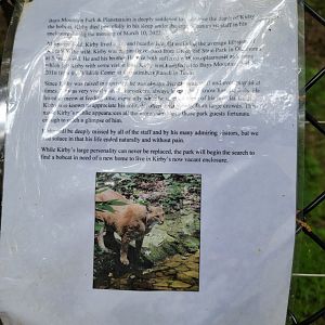 Bays Mountain - Info about bobcat recently dying