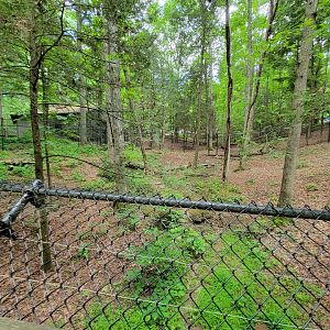 Bays Mountain - Bobcat yard