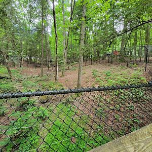 Bays Mountain - Bobcat yard