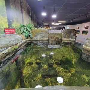 Bays Mountain - Unsigned gar, catfish tank