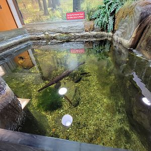 Bays Mountain - Unsigned gar, catfish tank