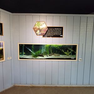 Bays Mountain - Largemouth bass