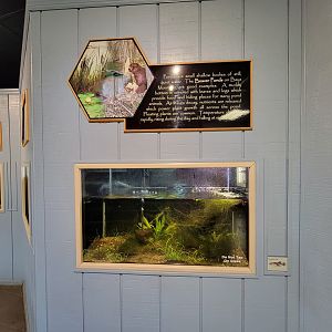 Bays Mountain - Mosquito fish