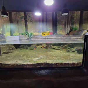 Bays Mountain - Goldfish