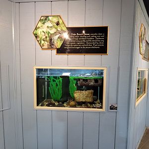 Bays Mountain - Sliders (not musk turtle)