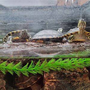 Bays Mountain - Sliders