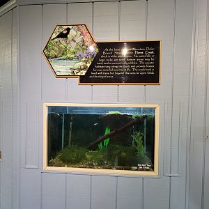 Bays Mountain - Musk turtle