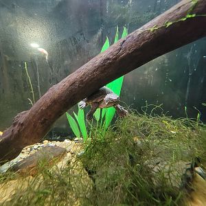 Bays Mountain - Musk turtle