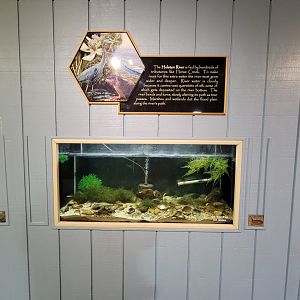 Bays Mountain - Spiny softshell turtle