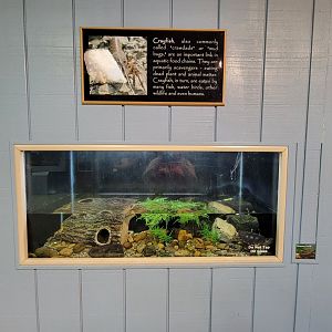 Bays Mountain - Crayfish, alligator snapping turtle