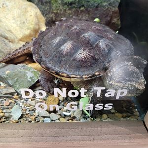 Bays Mountain - Alligator snapping turtle