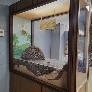 Bays Mountain - Beaver dam explanation