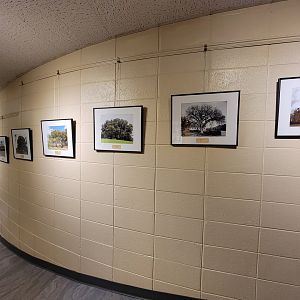 Bays Mountain - Photos of tree species