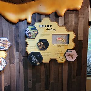 Bays Mountain - Honey bee hallway