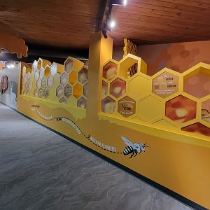 Bays Mountain - Honey bee hallway