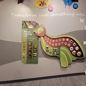 Bays Mountain - Butterflies and caterpillars