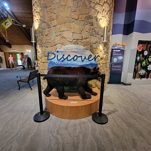 Bays Mountain - Stuffed bear