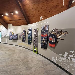 Bays Mountain - Small mammals