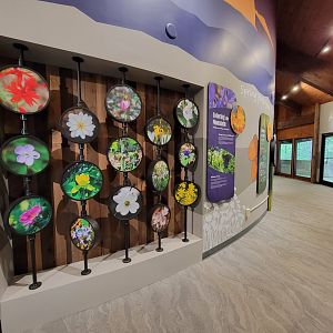 Bays Mountain - Pollinating plants