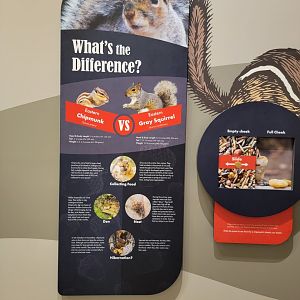 Bays Mountain - Difference between squirrels and chipmunks