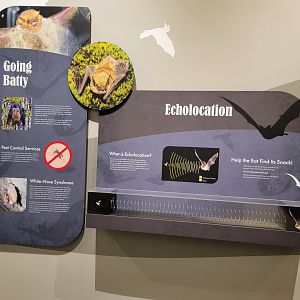 Bays Mountain - Bat info