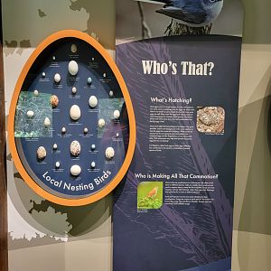 Bays Mountain - Types of eggs