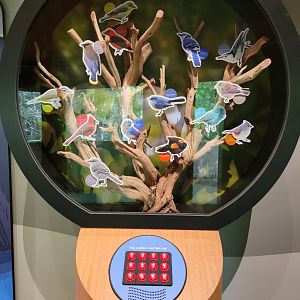 Bays Mountain - Local bird calls