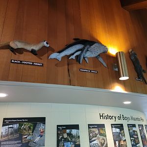 Bays Mountain - Endangered animals