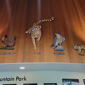 Bays Mountain - A cheetah :)