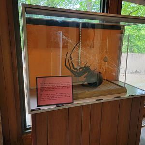 Bays Mountain - Giant black widow diorama