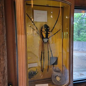 Bays Mountain - 7ft ? orb weaver spider