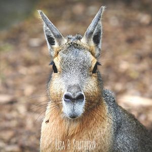 Patagonian Mara