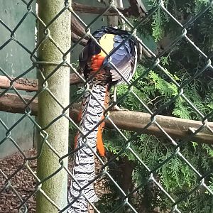 Lady Amhersts Pheasant