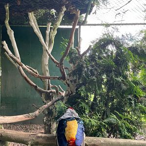 Lady Amhersts Pheasant Aviary